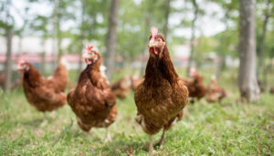 Grupo Eurovo presenta su gama de productos y propuestas innovadoras en la Feria Alimentaria 2024