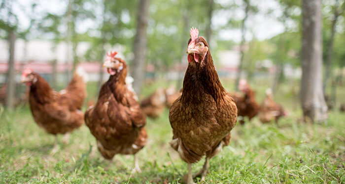 Grupo Eurovo presenta su gama de productos y propuestas innovadoras en la Feria Alimentaria 2024 1 Grupo Eurovo presenta su gama de productos y propuestas innovadoras en la Feria Alimentaria 2024