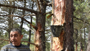 La Diputación de Cuenca incrementa la ayuda individual para los resineros hasta 1.500 euros con un total de 30.000 euros