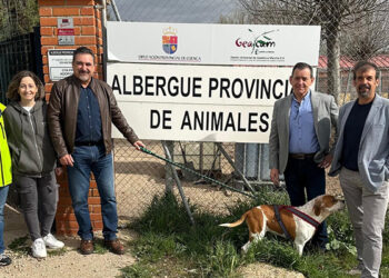 La Diputación de Cuenca pone en marcha el proyecto para el control de colonias felinas en 28 municipios de la provincia