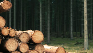 La Junta invierte 218.000 euros en la conservación y restauración de 186 hectáreas de monte en la provincia de Cuenca