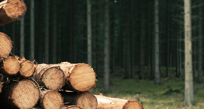 La Junta invierte 218.000 euros en la conservación y restauración de 186 hectáreas de monte en la provincia de Cuenca