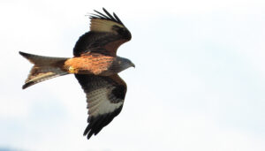 La migración de las aves un viaje de riesgo