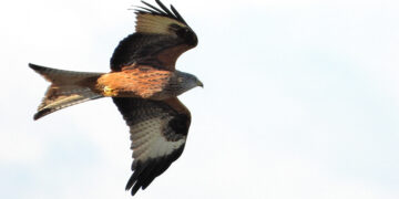 La migración de las aves un viaje de riesgo