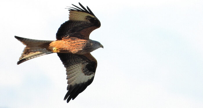 La migración de las aves un viaje de riesgo