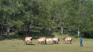 Regeneración de los montes, creación de empleo y apoyo a empresas locales, así celebramos el World Rewilding Day en el Sistema Ibérico Sur
