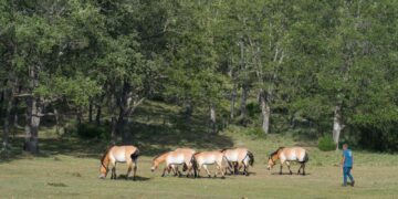 Regeneración de los montes, creación de empleo y apoyo a empresas locales, así celebramos el World Rewilding Day en el Sistema Ibérico Sur