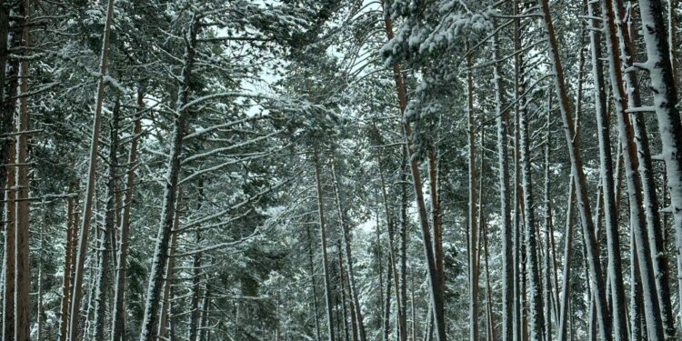 Un paseo por el nevazo en la Sierra