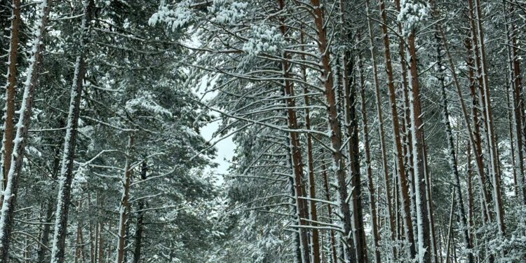 Un paseo por el nevazo en la Sierra