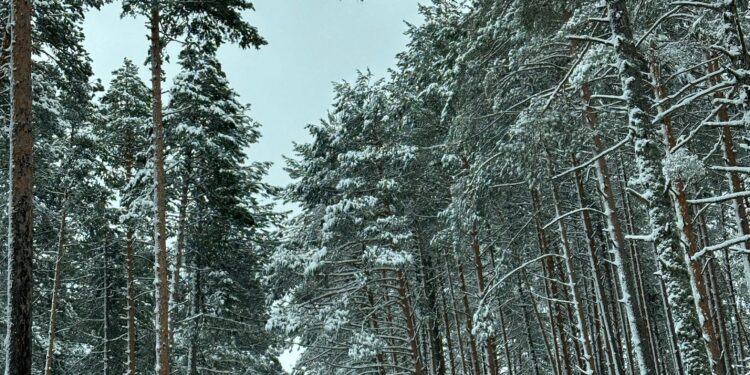 Un paseo por el nevazo en la Sierra