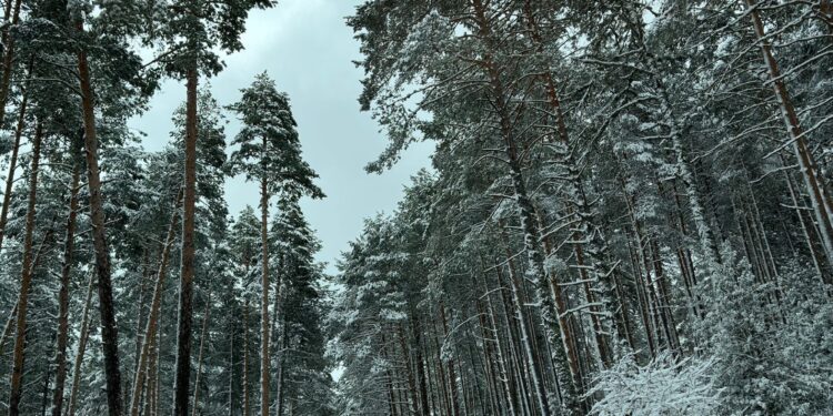 Un paseo por el nevazo en la Sierra