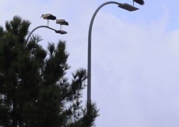 ¿Aumentó la natalidad en Cuenca?. Cigüeñas. Galería de imágenes y vídeo 5 ¿Aumentó la natalidad en Cuenca?. Cigüeñas. Galería de imágenes y vídeo