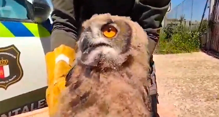 Agentes Mediomabientales rescatan un pollo de búho real en Montalbo