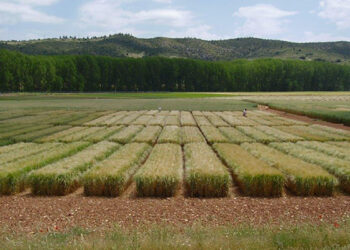 El Centro de Investigación Agroforestal de Albaladejito celebrará sus jornadas de puertas abiertas el próximo 23 de mayo