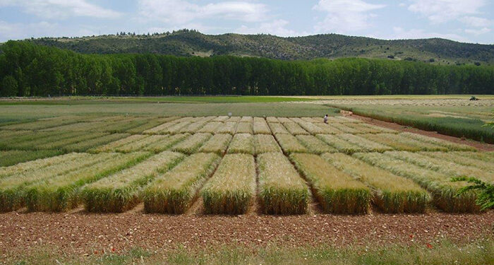 El Centro de Investigación Agroforestal de Albaladejito celebrará sus jornadas de puertas abiertas el próximo 23 de mayo 1 El Centro de Investigación Agroforestal de Albaladejito celebrará sus jornadas de puertas abiertas el próximo 23 de mayo