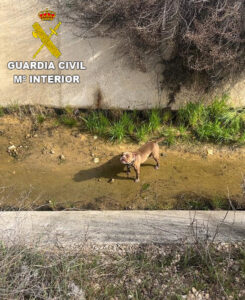 La Guardia Civil de Cuenca rescata un perro de un canal de agua en Zafra de Záncara