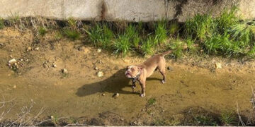 La Guardia Civil de Cuenca rescata un perro de un canal de agua en Zafra de Záncara