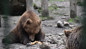 La Junta lanza un concurso escolar para poner nombre a tres osos y dos lobas de ‘El Hosquillo’