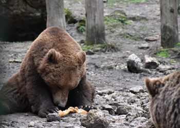 La Junta lanza un concurso escolar para poner nombre a tres osos y dos lobas de El Hosquillo