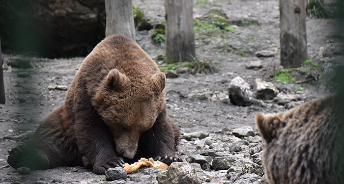 La Junta lanza un concurso escolar para poner nombre a tres osos y dos lobas de El Hosquillo 1 La Junta lanza un concurso escolar para poner nombre a tres osos y dos lobas de ‘El Hosquillo’