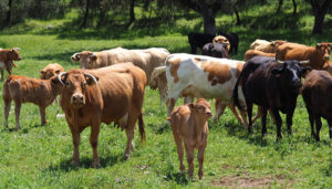 La Junta publica este miércoles la convocatoria de ayudas relativas a las indemnizaciones en zonas de montaña por 6,7 millones de euros