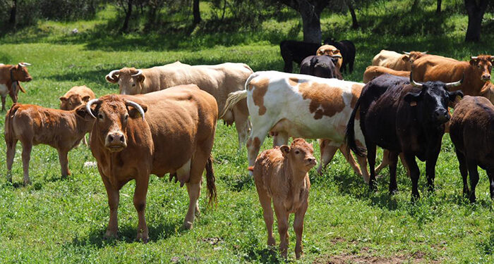 La Junta publica este miércoles la convocatoria de ayudas relativas a las indemnizaciones en zonas de montaña por 6,7 millones de euros 1 La Junta publica este miércoles la convocatoria de ayudas relativas a las indemnizaciones en zonas de montaña por 6,7 millones de euros