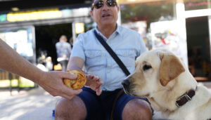 Los perros guía de la ONCE en Cuenca piden que no los distraigas con alimentos