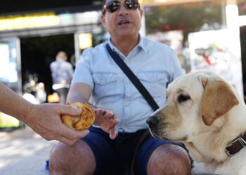 Los perros guía de la ONCE en Cuenca piden que no los distraigas con alimentos