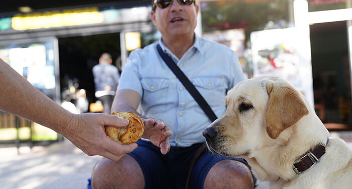 Los perros guía de la ONCE en Cuenca piden que no los distraigas con alimentos