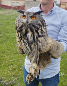 Rescatado un Búho Real en la localidad de El Tobar
