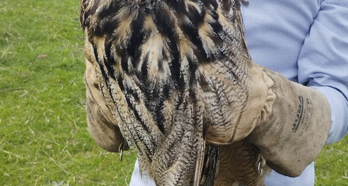 Rescatado un Búho Real en la localidad de El Tobar