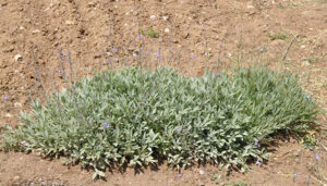 Un estudio del IRIAF revela perspectivas prometedoras para el cultivo de la salvia española y las capacidades biológicas de sus residuos de destilación