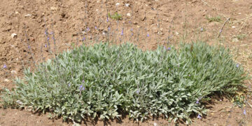 Un estudio del IRIAF revela perspectivas prometedoras para el cultivo de la salvia española y las capacidades biológicas de sus residuos de destilación