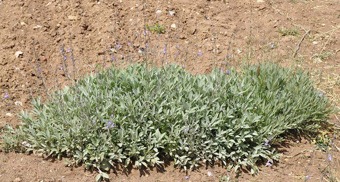 Un estudio del IRIAF revela perspectivas prometedoras para el cultivo de la salvia española y las capacidades biológicas de sus residuos de destilación 1 Un estudio del IRIAF revela perspectivas prometedoras para el cultivo de la salvia española y las capacidades biológicas de sus residuos de destilación