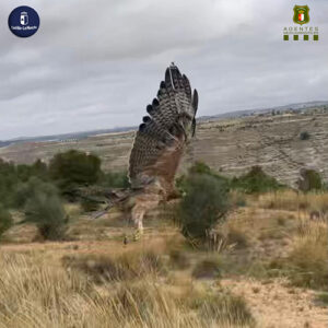 Agentes Medioambiatales reintroducen en la Hoz del Júcar de Cuenca un águila perdicera