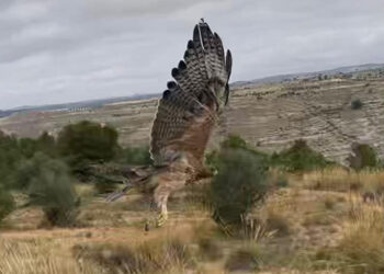 Agentes Medioambientales reintroducen en la Hoz del Júcar en Albacete un águila perdicera