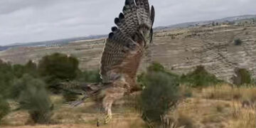Agentes Medioambiatales reintroducen en la Hoz del Júcar de Cuenca un águila perdicera