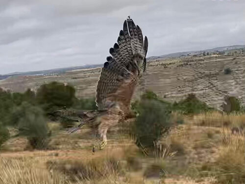 Agentes Medioambientales reintroducen en la Hoz del Júcar en Albacete un águila perdicera 1 Agentes Medioambiatales reintroducen en la Hoz del Júcar de Cuenca un águila perdicera
