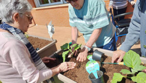 Arranca la temporada del huerto en altura en el Centro de Mayores de Cabanillas