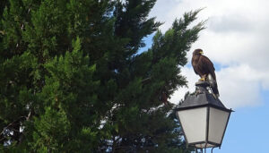 Cabanillas recurre a los vuelos de rapaces contra la proliferación de palomas