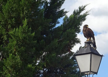 Cabanillas recurre a los vuelos de rapaces contra la proliferación de palomas