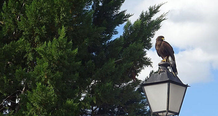 Cabanillas recurre a los vuelos de rapaces contra la proliferación de palomas