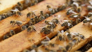 Convocadas las ayudas para la mejora de las condiciones de producción y comercialización de la miel