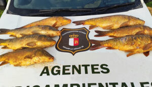 Denunciadas dos personas en Cuenca por pescar a mano carpas aprovechando el periodo de desove