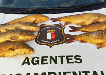 Denunciadas dos personas en Cuenca por pescar a mano carpas aprovechando el periodo de desove