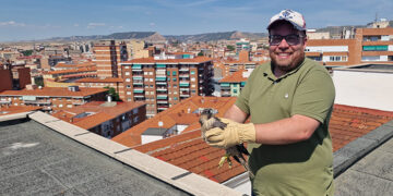 Dos pollos hembra de halcón peregrino han sido devueltos a su medio natural tras haber caído desde su nido de un décimo piso de Guadalajara