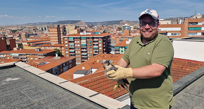 Dos pollos hembra de halcón peregrino han sido devueltos a su medio natural tras haber caído desde su nido de un décimo piso de Guadalajara