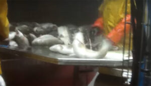 El Observatorio de Bienestar Animal pide aturdir a los animales antes de sacrificarlos en una piscifactoría de Guadalajara