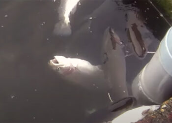 El Observatorio de Bienestar Animal pide aturdir a los animales antes de sacrificarlos en una piscifactoría de Guadalajara