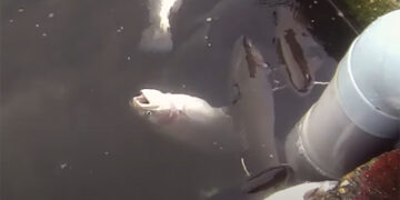 El Observatorio de Bienestar Animal pide aturdir a los animales antes de sacrificarlos en una piscifactoría de Guadalajara